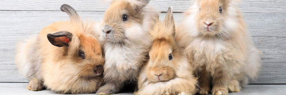 Photo wallpaper Rabbits