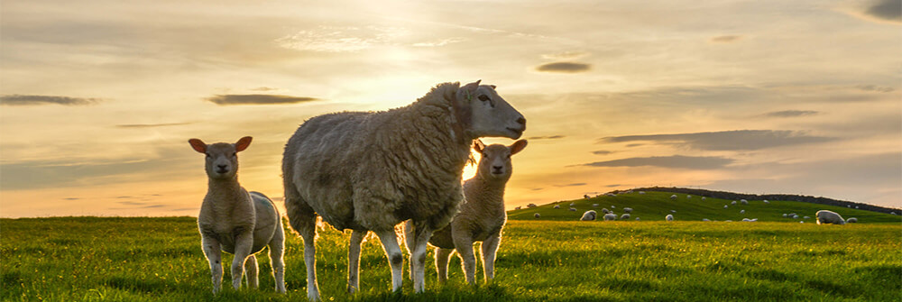 Owce Fototapeta