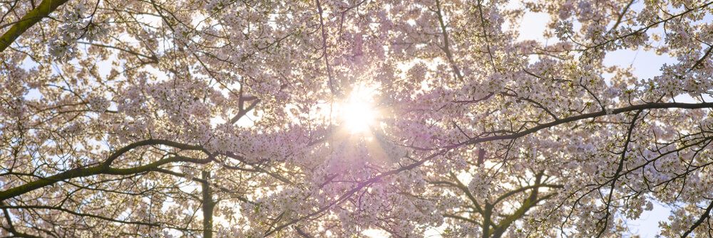 Fototapeta z kwitnącymi drzewami