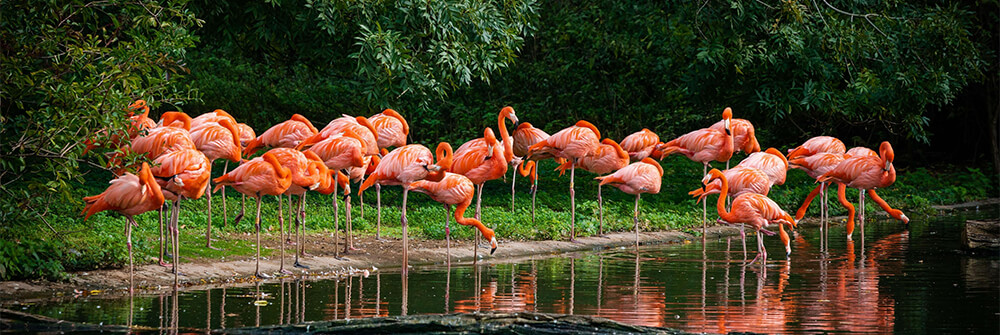 Fototapeta Flamingiem
