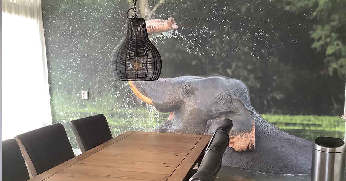 Tapeta ze słoniami
