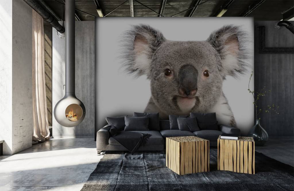 Other - Foto van een koala - Kinderkamer 6