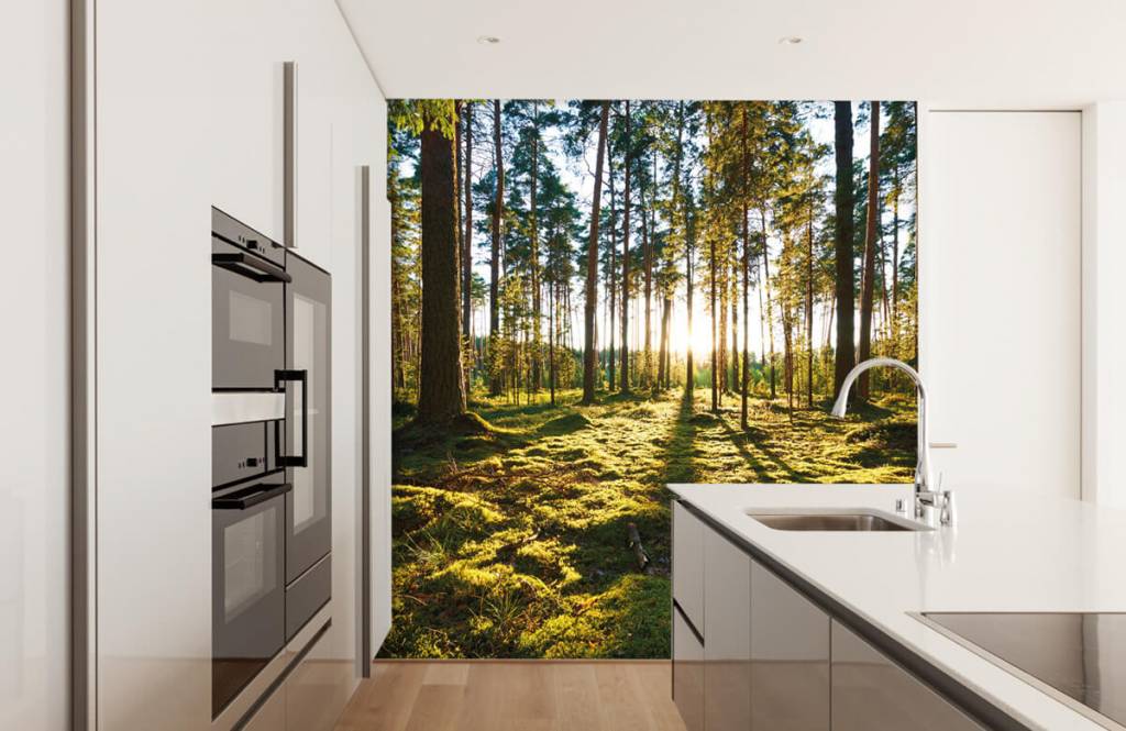 Forest wallpaper - Dennenbos - Slaapkamer 2