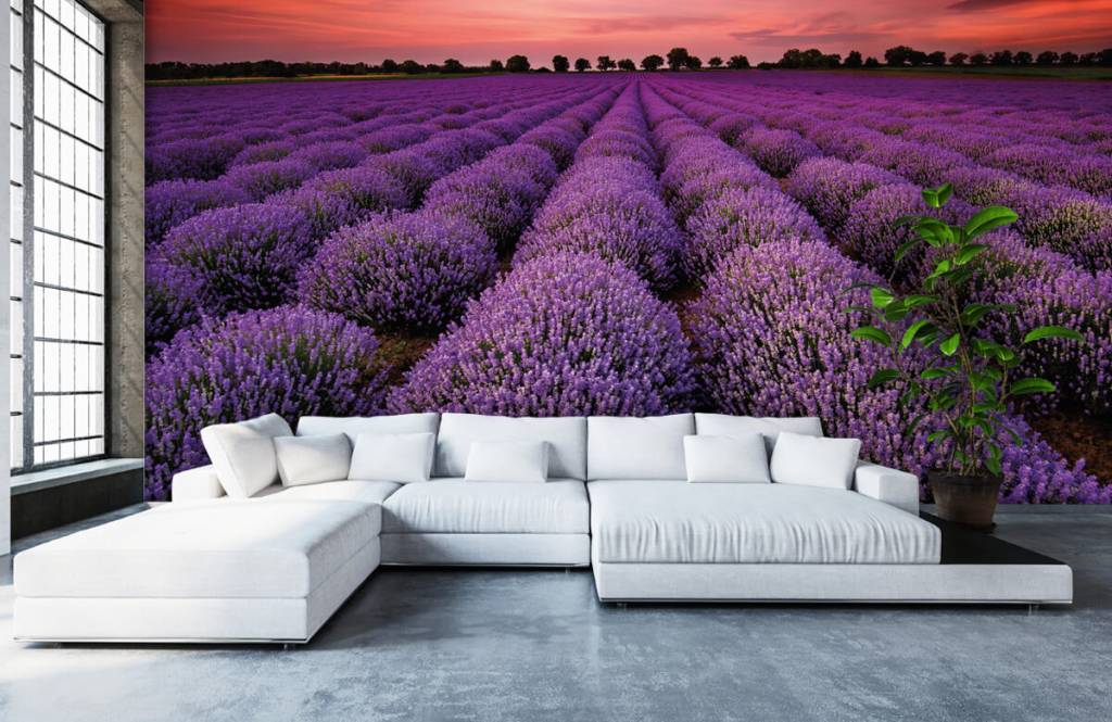 Flower fields - Lavendel veld - Slaapkamer 5
