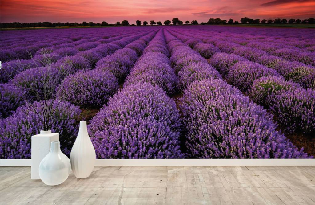 Flower fields - Lavendel veld - Slaapkamer 8