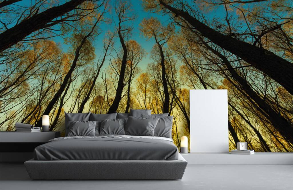 Forest wallpaper - Zonsopkomst tussen hoge bomen - Slaapkamer 1