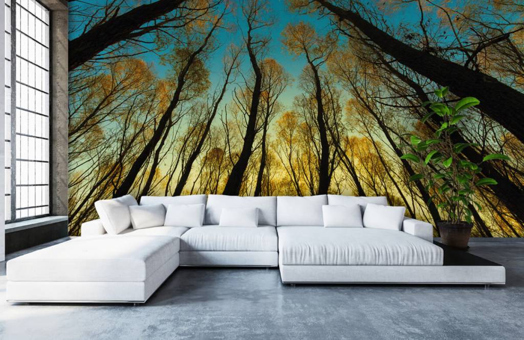 Forest wallpaper - Zonsopkomst tussen hoge bomen - Slaapkamer 5