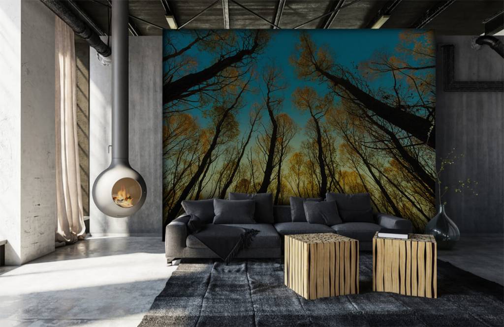 Forest wallpaper - Zonsopkomst tussen hoge bomen - Slaapkamer 6