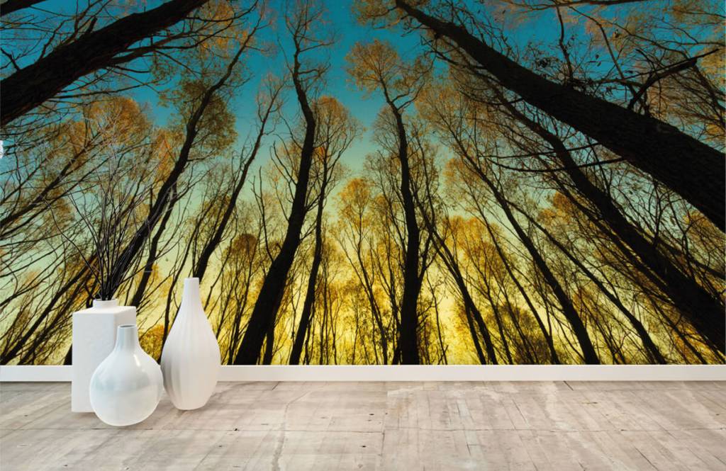 Forest wallpaper - Zonsopkomst tussen hoge bomen - Slaapkamer 8