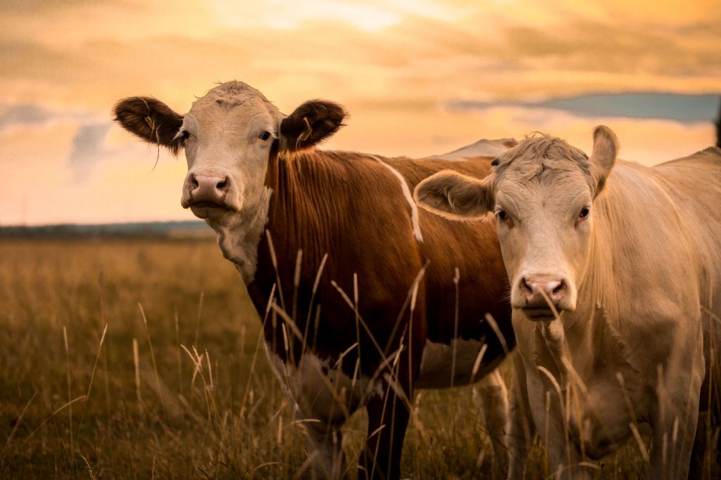 Krowy w wieczornym słońcu