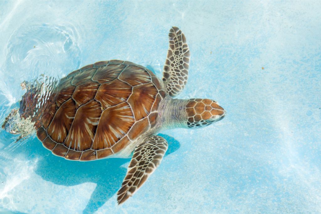 Żółw w wodzie