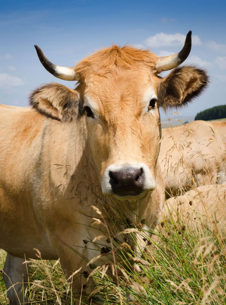 Krowa z rogami