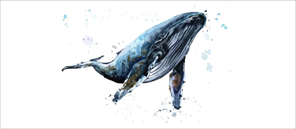 Humpback Whale w akwareli.