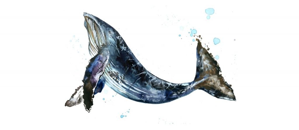 Pływanie wieloryba garbatego z akwarelą