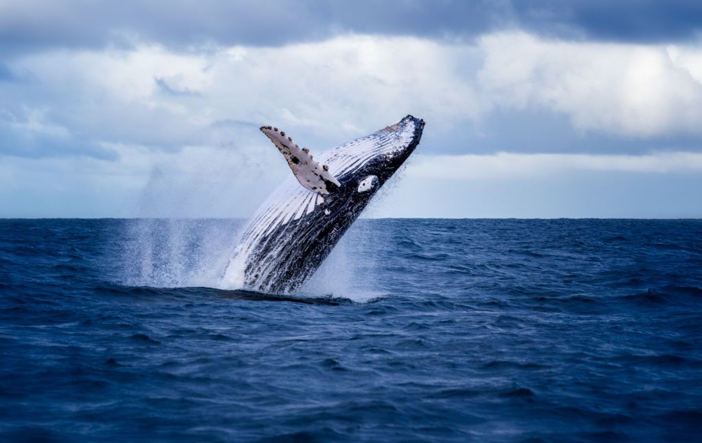 Skaczący wieloryb