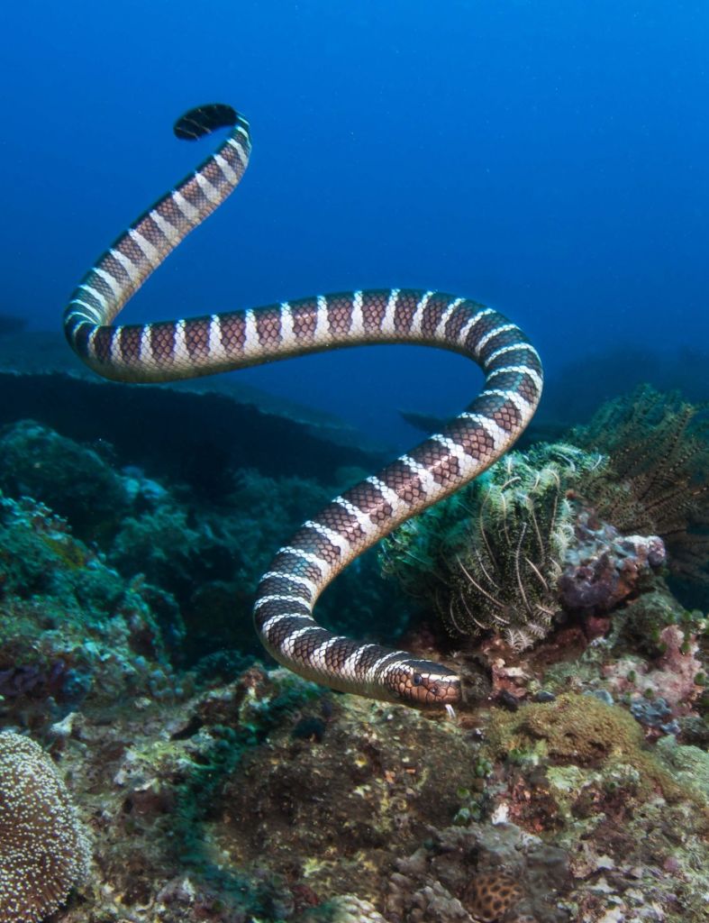 Pasiasty wąż morski