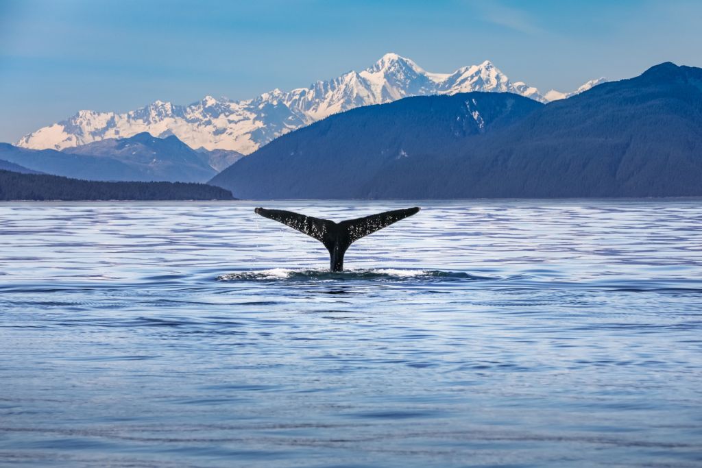 Nurkowanie wieloryba z górami w tle
