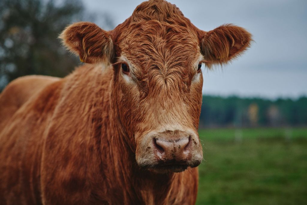 Portret krowy
