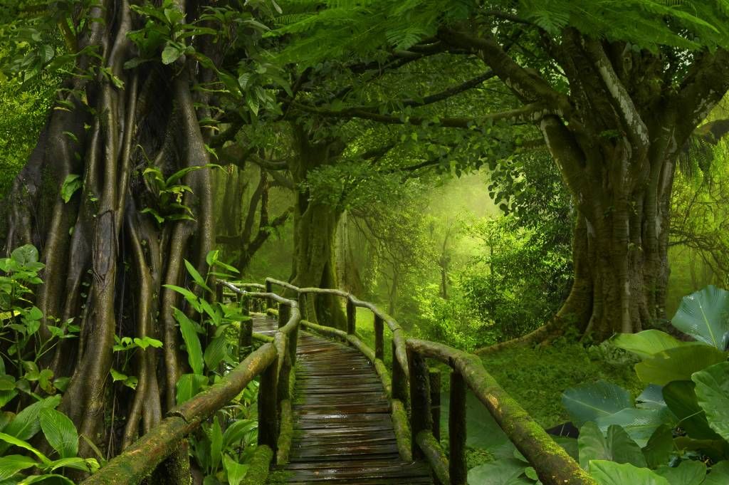 Drewniany most przez zieloną dżunglę.