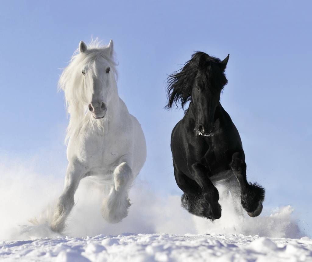Biały i czarny koń.
