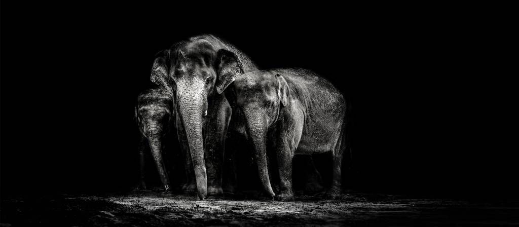 Czarno-białe zdjęcie słoni.