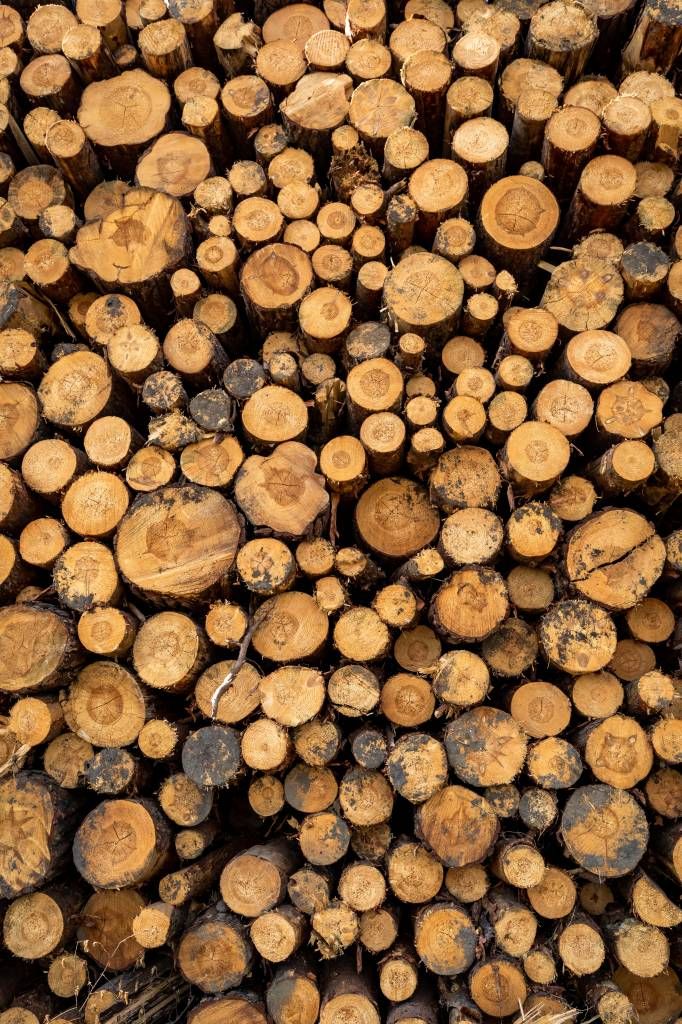 Drewno ułożone w stosy
