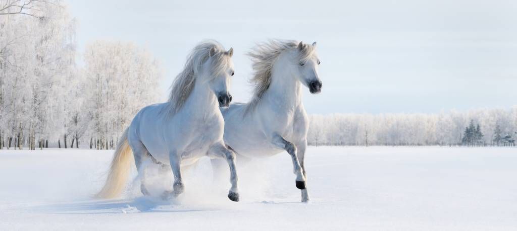 Konie w śniegu