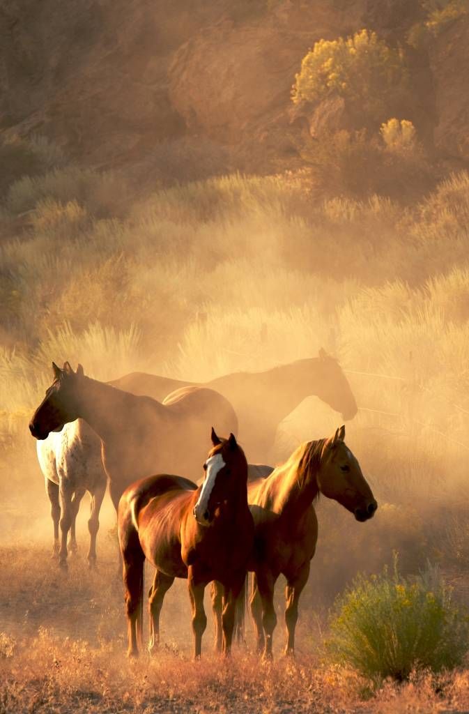 Konie podczas zachodu słońca