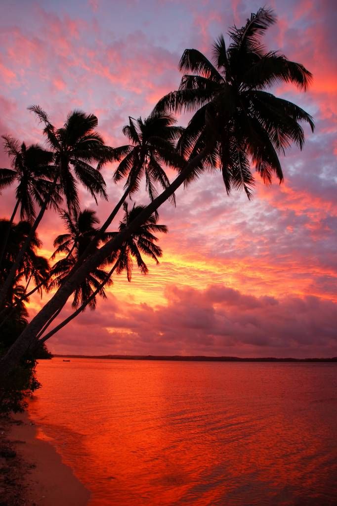 Drzewa palmowe nad czerwonym oceanem