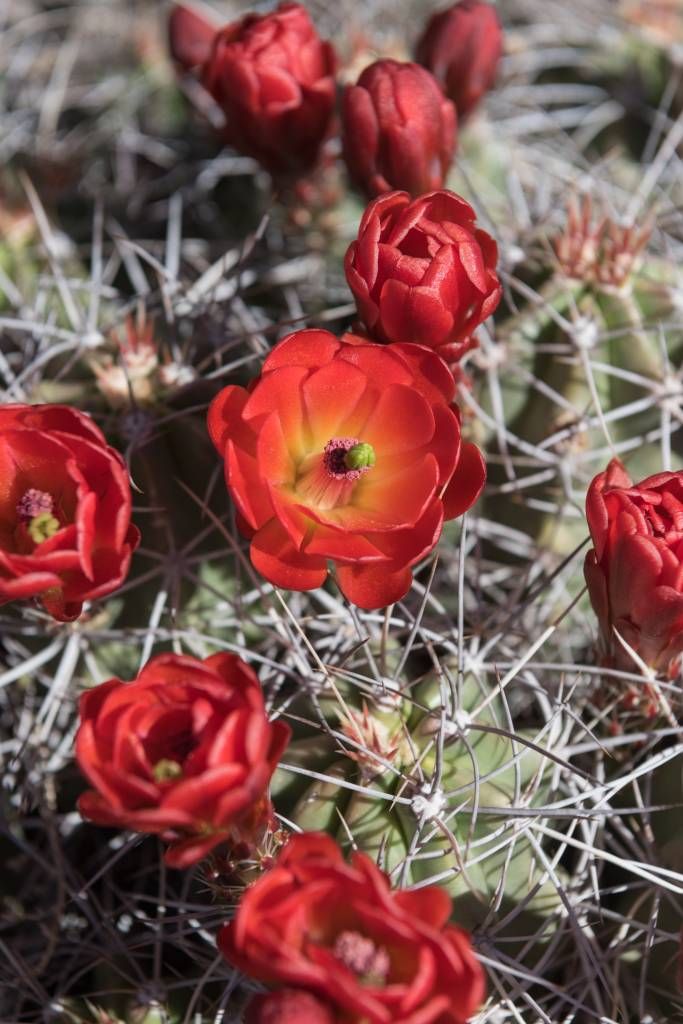 Czerwone kwiaty kaktusa