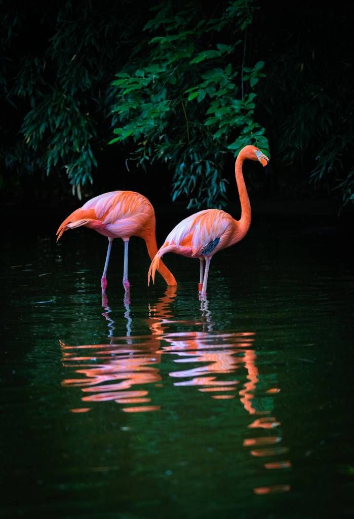 Dwa karaibskie flamingi.