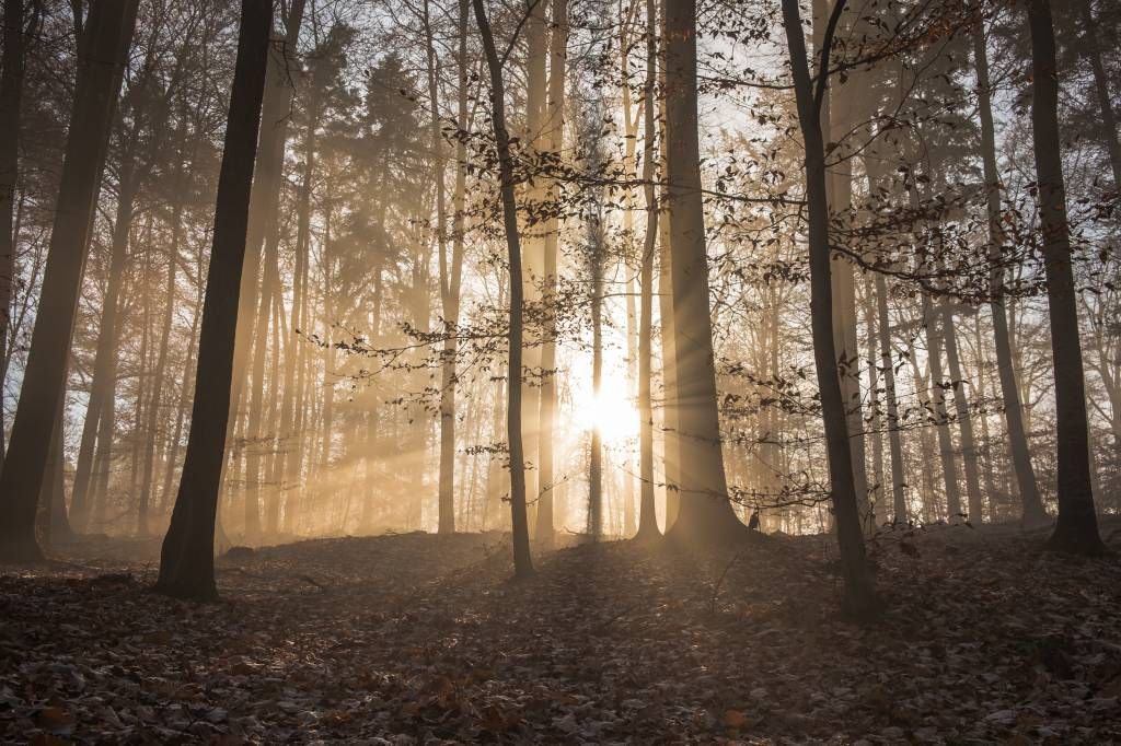 Słońce w mglistym lesie.
