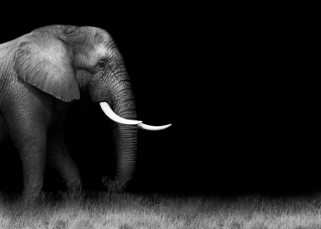 Słoń na trawie