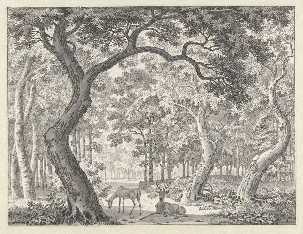 Widok na las z dwoma jeleniami