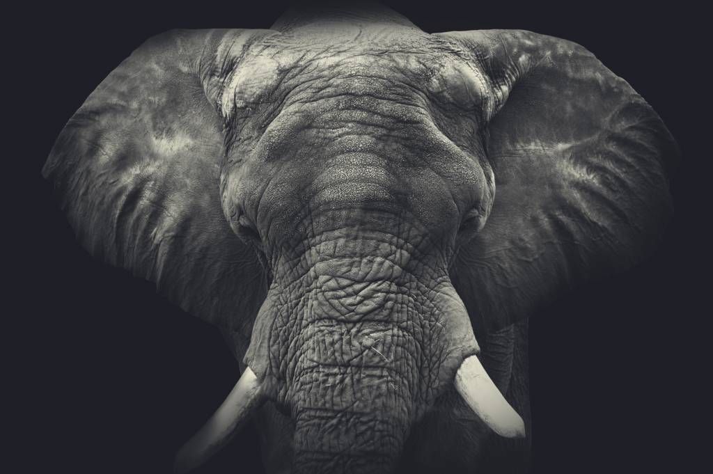 Zbliżenie słonia.