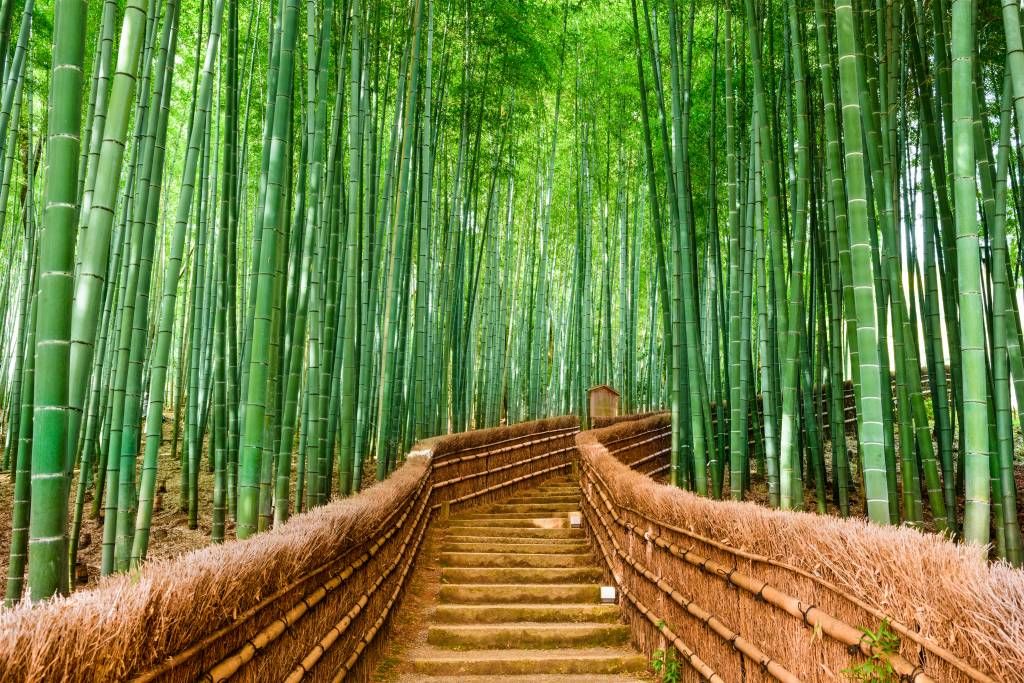 Schody między roślinami bambusa