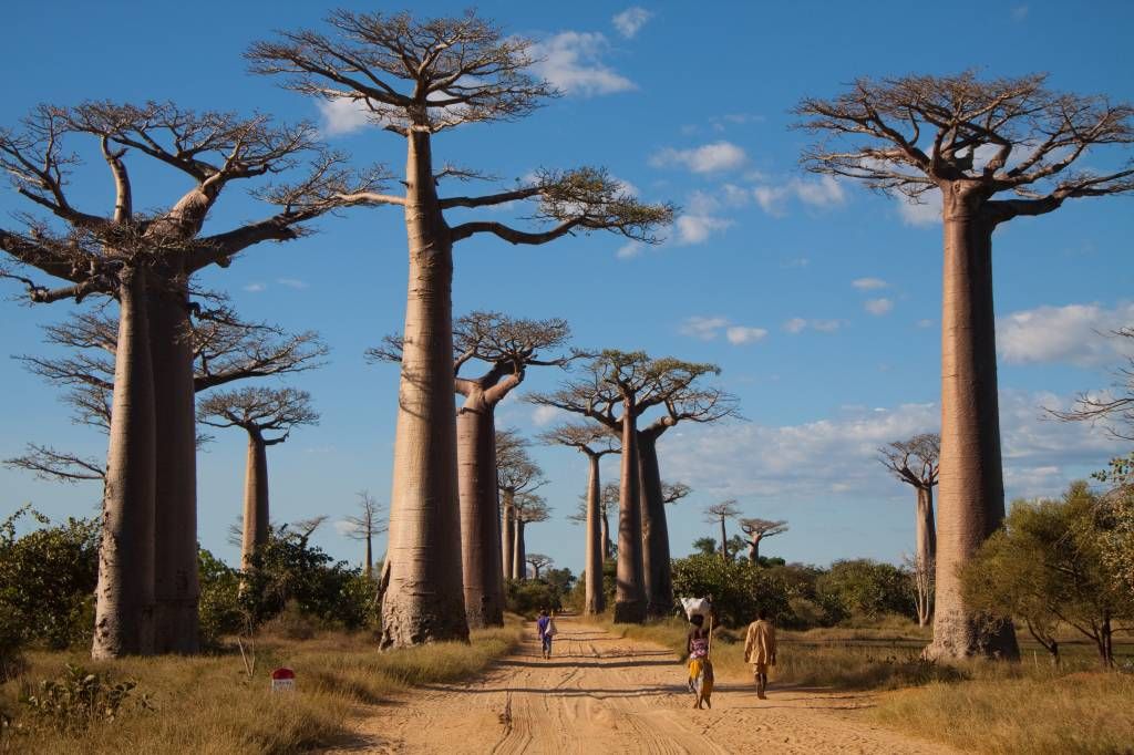 Drzewa baobabu