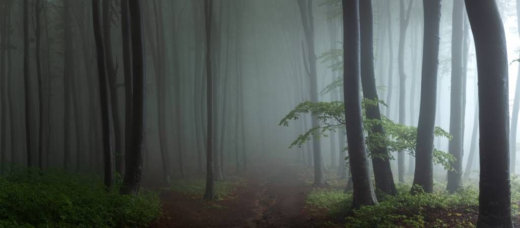 Mglista panorama leśna