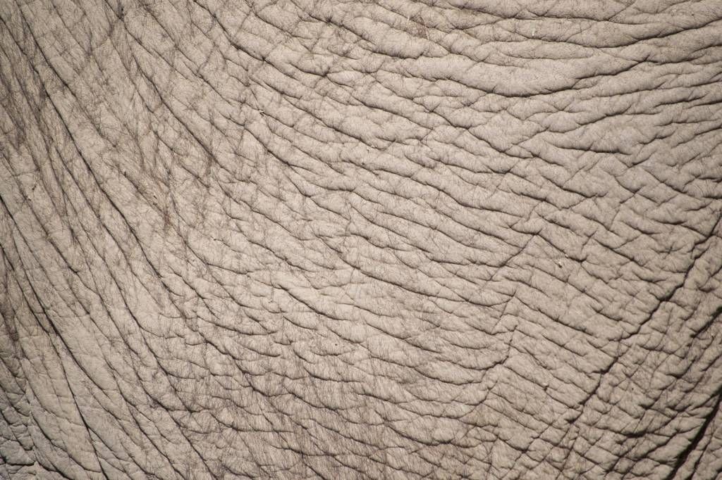 Skóra słonia