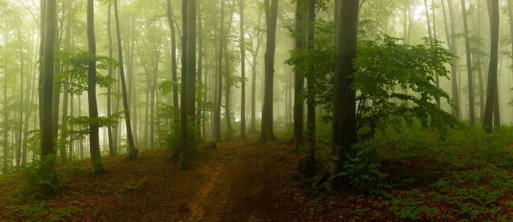 Ścieżka przez mglisty, zielony las.