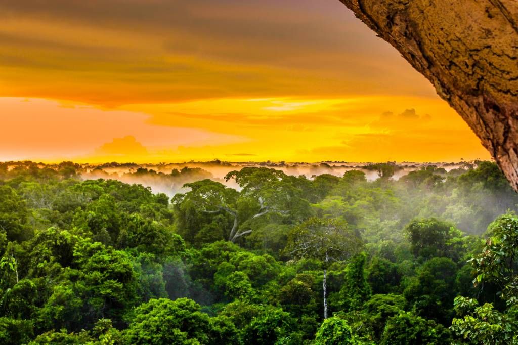 Las deszczowy w Brazylii 