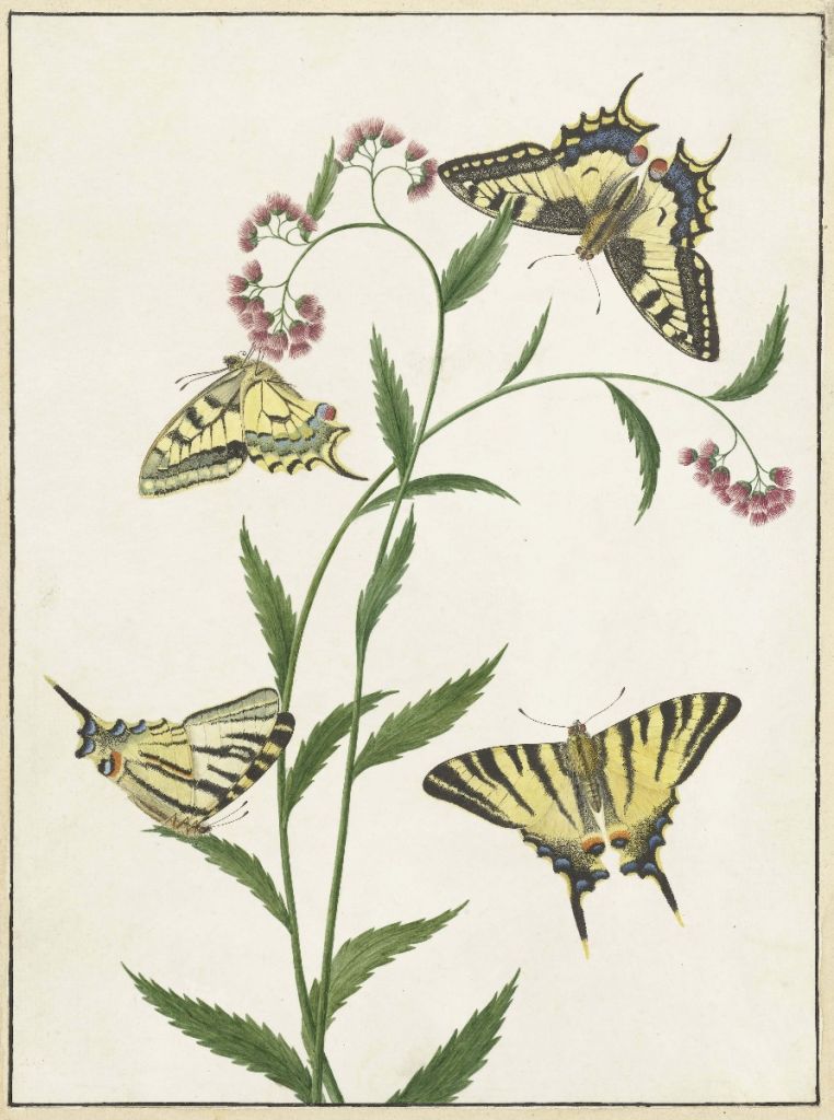 Cztery motyle na kwiatach, Paulus Knogh