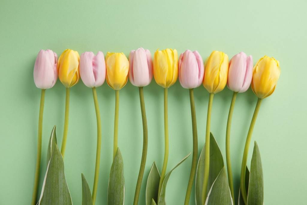 Tulipany na miętowo-zielonym tle