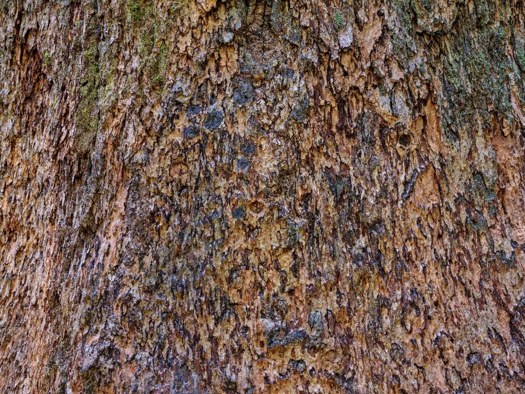 Kora drzewna brązowa 