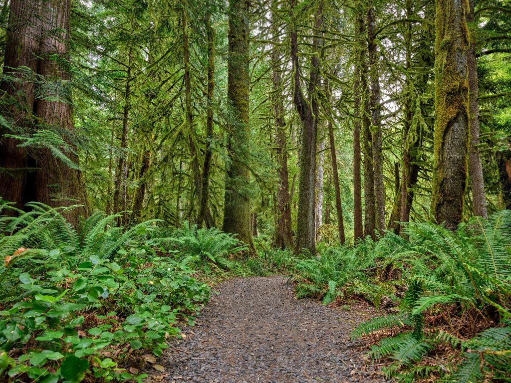 Ścieżka z kamieniem przez las. 