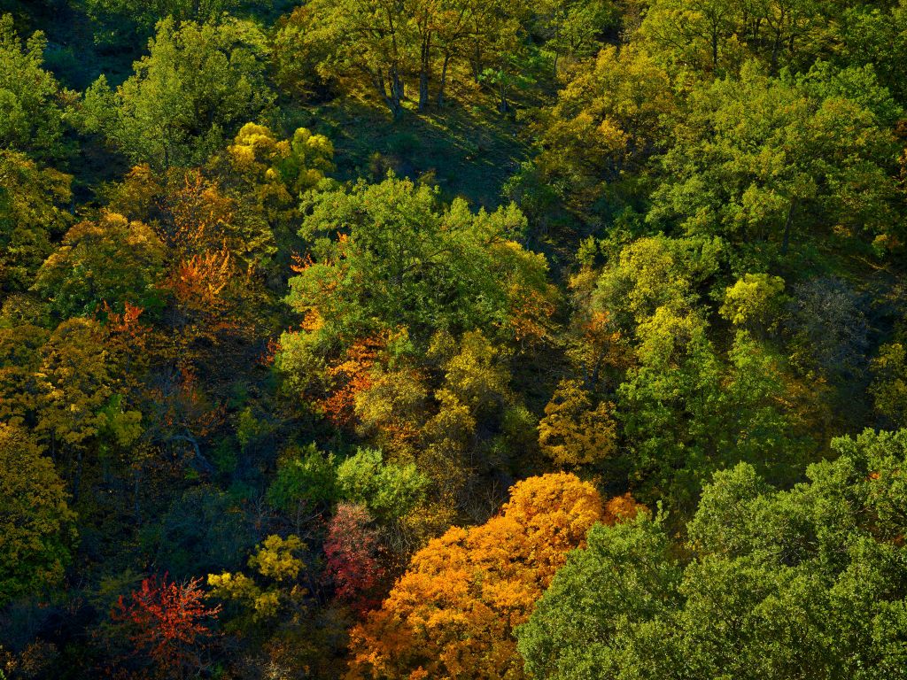 Drzewa o barwach jesiennych
