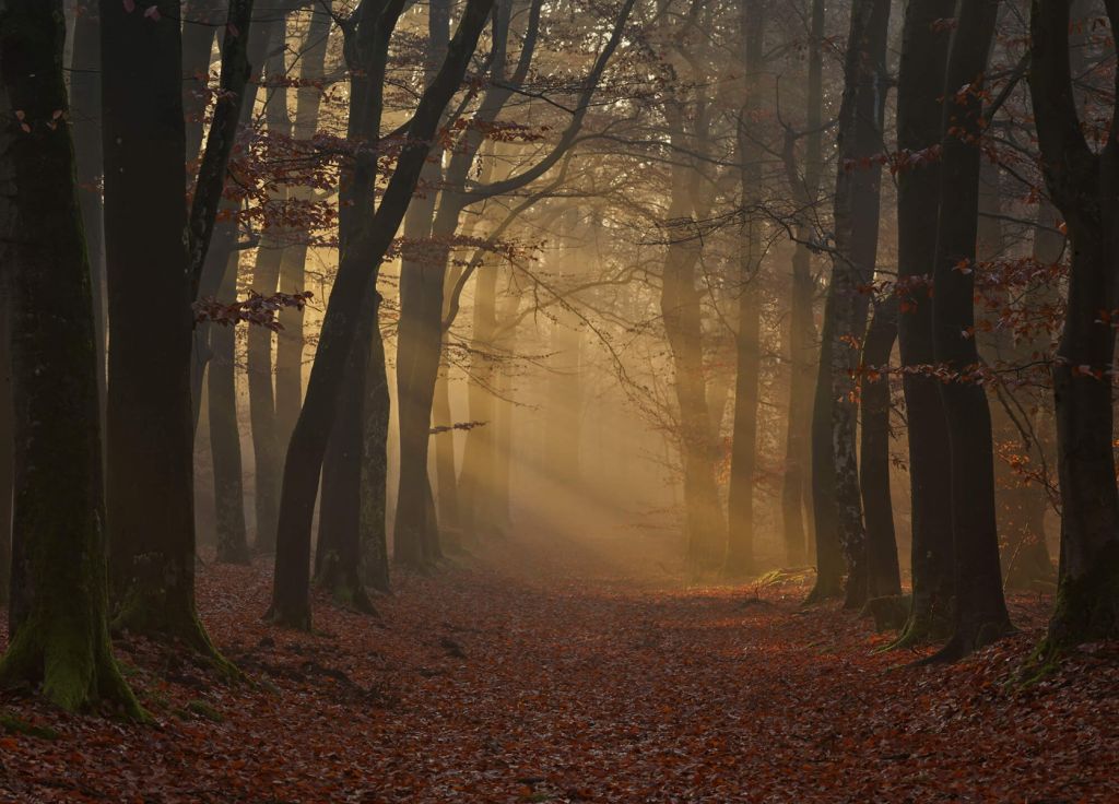 Tajemniczy jesienny las