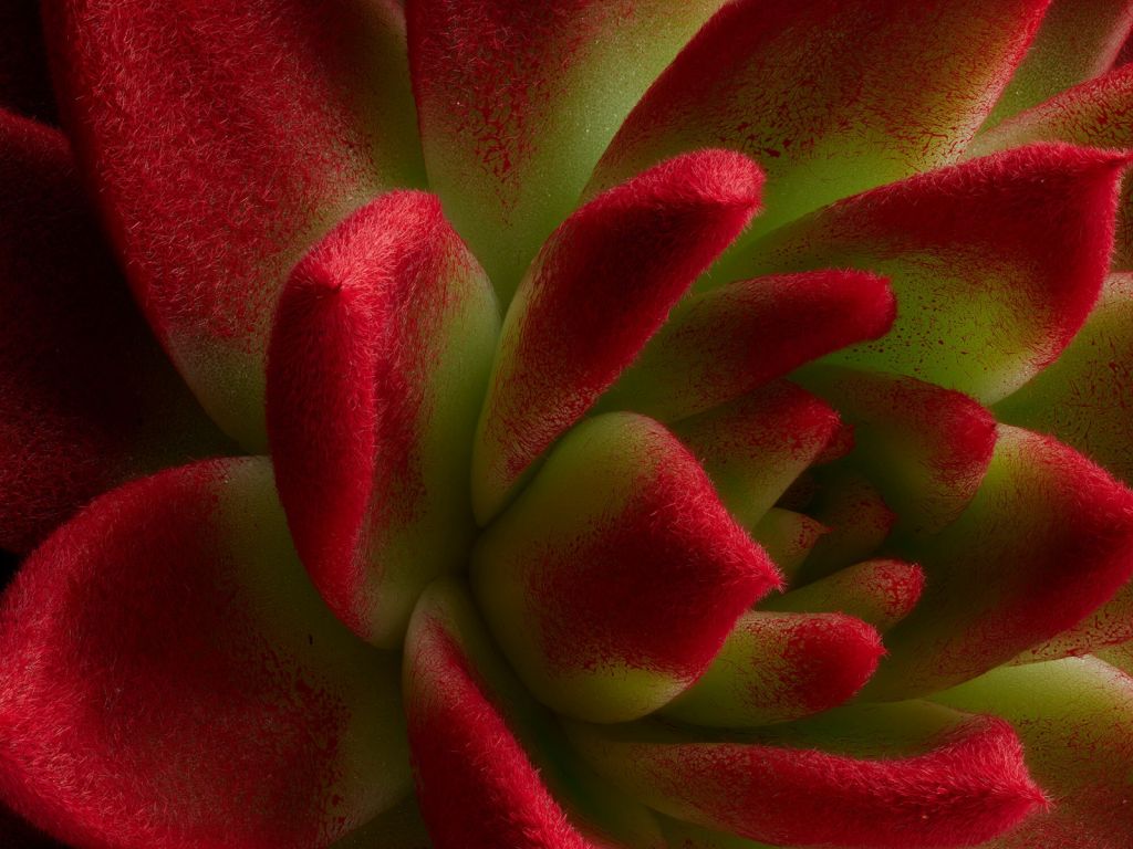 Kaktus czerwony
