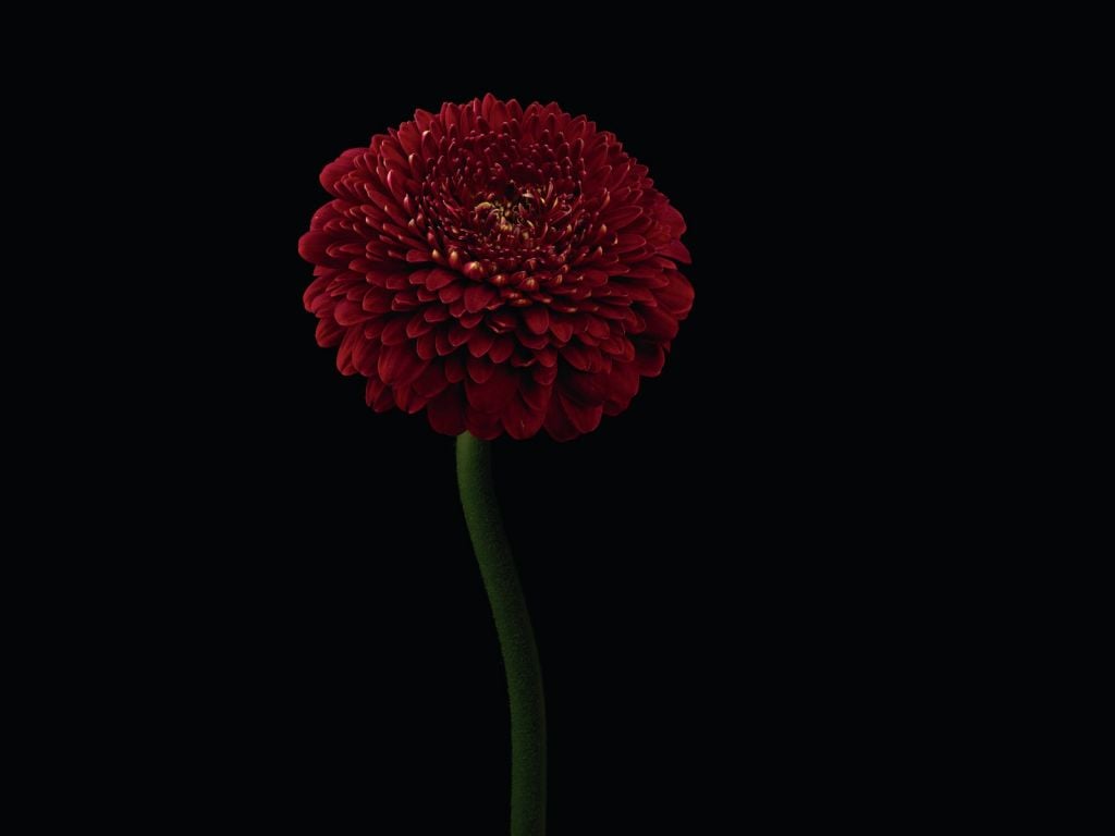 Czerwony kwiat na łodydze