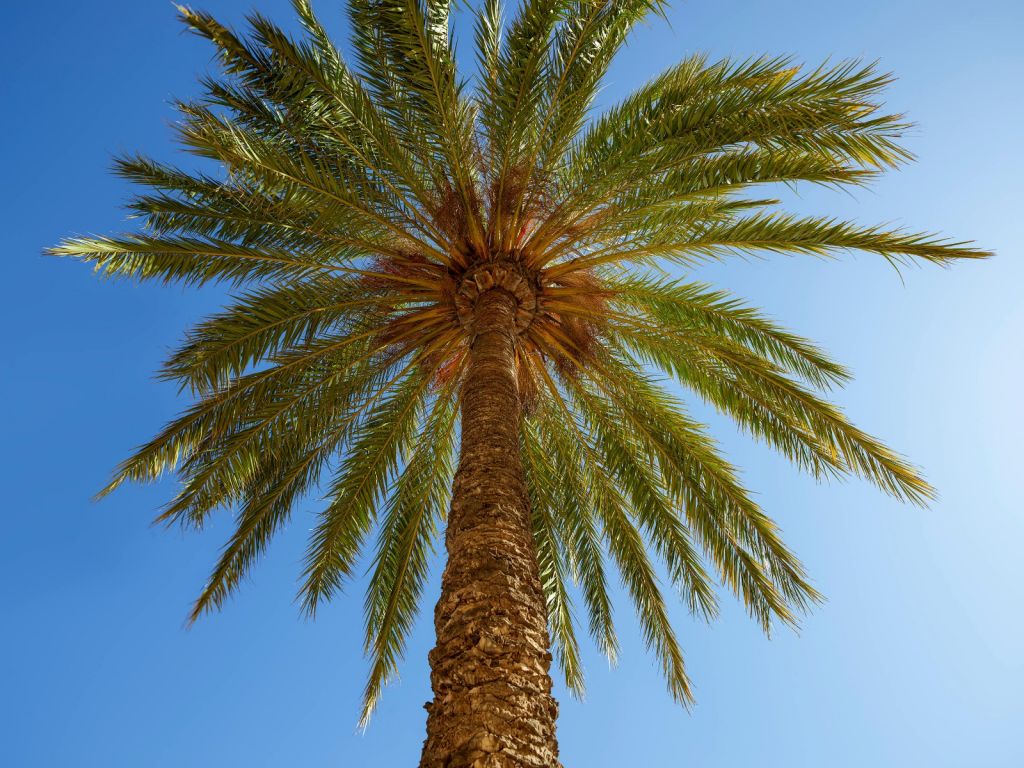 Szczegółowe drzewo palmowe
